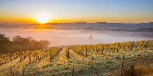 Images Dated 6th November 2017: Denbies Wine Estate (Largest vineyard in England), North Downs Way, Dorking, Surrey