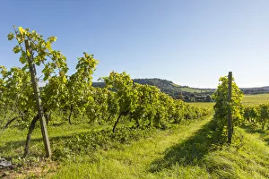 Denbies Wine Estate (Largest vineyard in England), North Downs Way, Dorking, Surrey