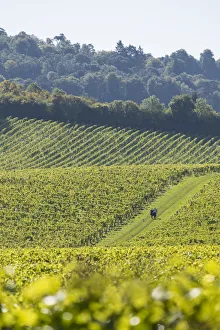 Denbies Wine Estate (Largest vineyard in England), North Downs Way, Dorking, Surrey