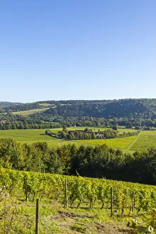 Denbies Wine Estate (Largest vineyard in England), North Downs Way, Dorking, Surrey