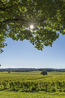 Images Dated 25th September 2017: Denbies Wine Estate (Largest vineyard in England), North Downs Way, Dorking, Surrey