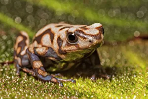 Captive Bred Prints: Dendrobates auratus Campana - captive bred