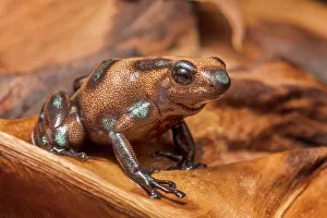 Neotropics Prints: Dendrobates auratus campana - captive bred, Ontario, Canada