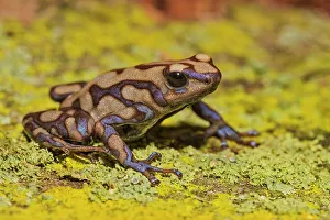 Poison Arrow Frogs Prints: Dendrobates auratus campana - captive bred, Ontario, Canada