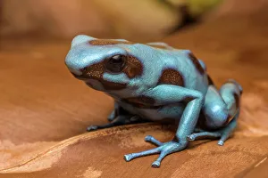 Captive Prints: Dendrobates auratus el Cope - captive bred