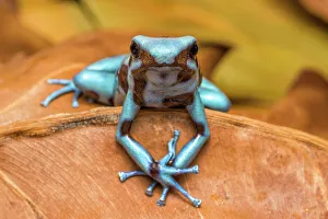 Captive Prints: Dendrobates auratus el Cope - captive bred