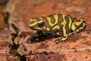 Captive Prints: Dendrobates auratus reticulated Tobago - captive bred