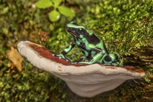 Neotropics Prints: Dendrobates auratus sitting on bracket fungi, Boca Tapada, Costa Rica