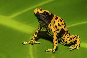 Captive Prints: Dendrobates leucomelas microspot - captive