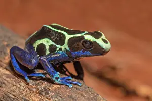 Captive Bred Prints: Dendrobates tinctorius Oyapok Phase - captive bred