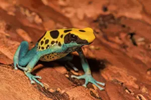 Captive Bred Prints: Dendrobates tinctorius Patricia is endemic to Suriname and Brazil - captive bred