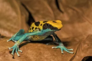 Poison Arrow Frogs Prints: Dendrobates tinctorius Patricia, Ontario, Canada