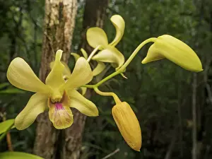 Flowering Plant Prints: Dendrobium sp. of orchid, Queen Elizabeth II Botanical Park