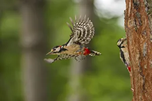 Nikon Prints: Dendrocopos major in flight