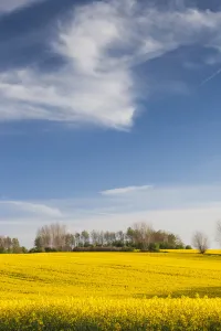 Funen Prints: Denmark, Funen, Ladby, rape seed field, springtime