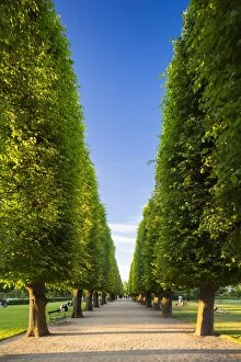 Avenue Gallery: Denmark, Hillerod, Copenhagen. A tree-lined avenue in Kongens Have (The Kings Garden)