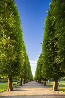 Kobenhavn Prints: Denmark, Hillerod, Copenhagen. A tree-lined avenue in Kongens Have (The Kings Garden)