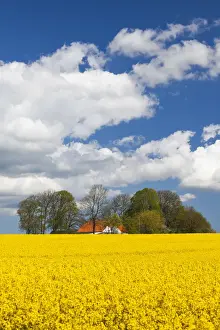 Danish Prints: Denmark, Jutland, Odum, rapeseed field, springtime