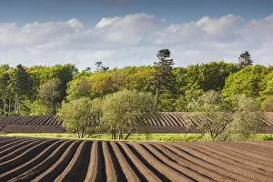Jutland Prints: Denmark, Jutland, Tjele, plowed field, springtime