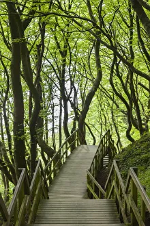 Mon Island Prints: Denmark, Mon, Mons Klimt, boardwalk to the cliffs