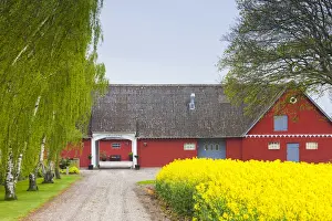 Denmark, Zealand, Olstykke, red farm and yellow rapeseed flowers, springtime