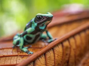 Frogs Prints: Denrobates auratus, Boca Tapada, Alajuela Province, Costa Rica