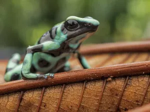 Frogs Prints: Denrobates auratus, Boca Tapada, Alajuela Province, Costa Rica