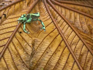 Frogs Prints: Denrobates auratus, Boca Tapada, Alajuela Province, Costa Rica