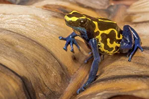 Poison Arrow Frogs Prints: Denrobates tinctorius - capitve bred, Ontario, Canada