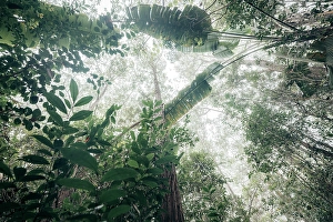 Madagascar Prints: Dense jungle canopy, looking up. Madagascar, Africa. Andasibe, Analamazaotra