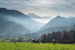 Vaud Prints: Dents du Midi from Le Sepey, La Grande Eau valley, Vaud, Switzerland