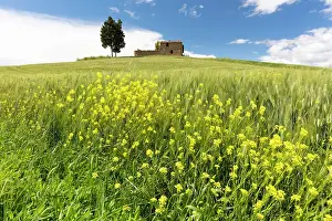 Pienza Prints: Derelict barn on hilltop near Pienza, Val d'Orcia, Tuscany, Italy