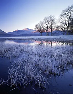Grasses Prints: Front on Derwent Water, Lake District National Park, Cumbria, England