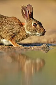 Q3 2024 Prints: Desert, Audubon's cottontail (Sylvilagus audubonii) drinking at a pond