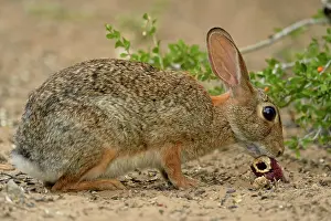 Q3 2024 Prints: Desert, Audubon's cottontail (Sylvilagus audubonii) eating fallen cactus fruit
