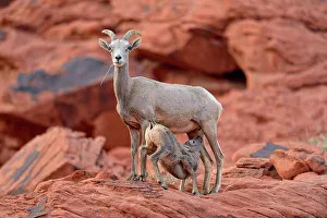 Females Prints: Desert Bighorn Sheep (Ovis canadensis), Valley of Fire State Park, Nevada, USA