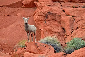 Wary Prints: Desert Bighorn Sheep (Ovis canadensis), Valley of Fire State Park, Nevada, USA