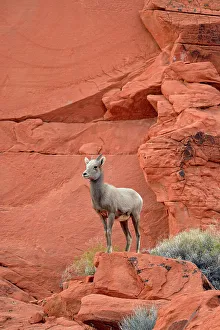Wary Prints: Desert Bighorn Sheep (Ovis canadensis), Valley of Fire State Park, Nevada, USA