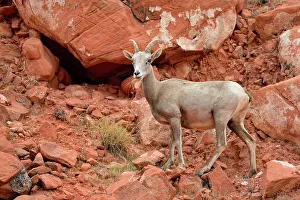 Females Prints: Desert Bighorn Sheep (Ovis canadensis), Valley of Fire State Park, Nevada, USA