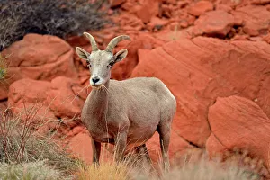 Females Prints: Desert Bighorn Sheep (Ovis canadensis), Valley of Fire State Park, Nevada, USA