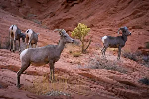Desert bighorn sheep on rocks in Valley of Fire State Park, Nevada, Western United States Desert bighorn sheep on rocks in Valley of Fire State Park, Nevada, Western United States