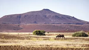 Images Dated 29th June 2022: Desert Black Rhino, Damaraland, Namibia