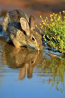 Ranching Prints: Desert Cottontail (Sylvilagus audobonii), Rio Grande City, Texas, USA