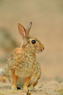Q3 2024 Prints: Desert Cottontail (Sylvilagus audobonii), Rio Grande City, Texas, USA