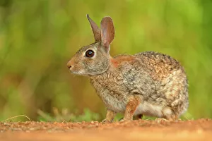 Q3 2024 Prints: Desert Cottontail (Sylvilagus audobonii), Rio Grande City, Texas, USA