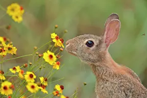 Environmental Prints: Desert Cottontail (Sylvilagus audobonii) Eating flower blossoms