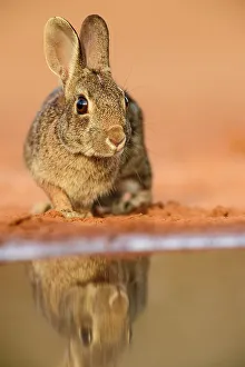 Hares Rabbits Prints: Desert cottontail (Sylvilagus audubonii), Santa Clara Ranch, Starr County, Texas, USA