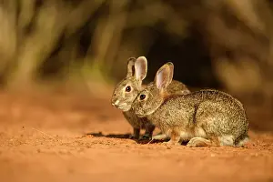 Desert cottontail (Sylvilagus audubonii) Interacting pair, Santa Clara Ranch, Starr County, Texas, USA