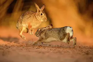 Desert cottontail (Sylvilagus audubonii) Interacting pair, Santa Clara Ranch, Starr County, Texas, USA