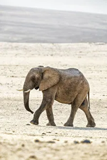 Calf Prints: A desert elephant in Purros, Northern Namibia